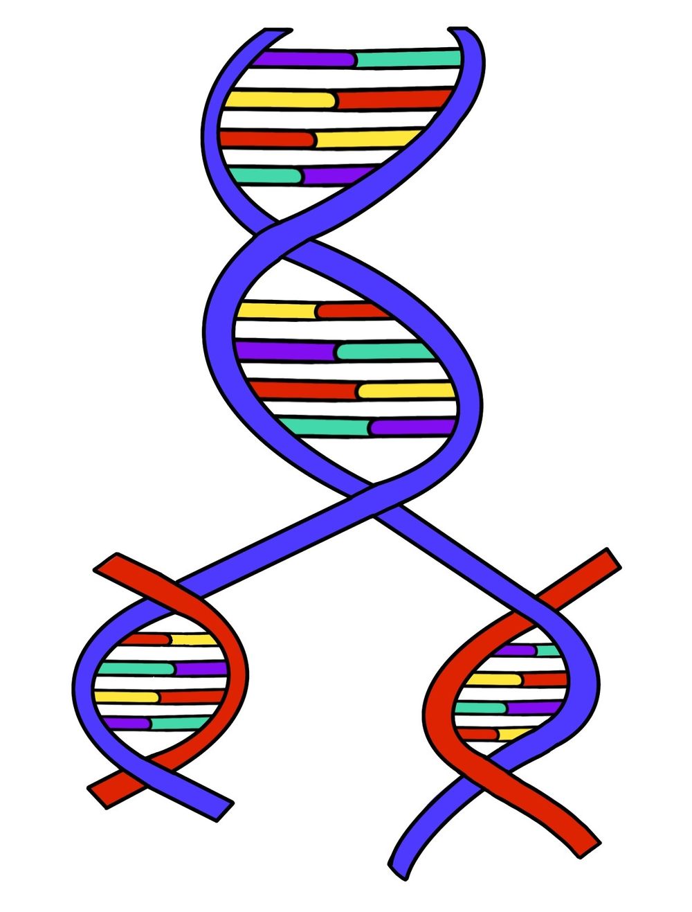 Central Dogma of Molecular Biology