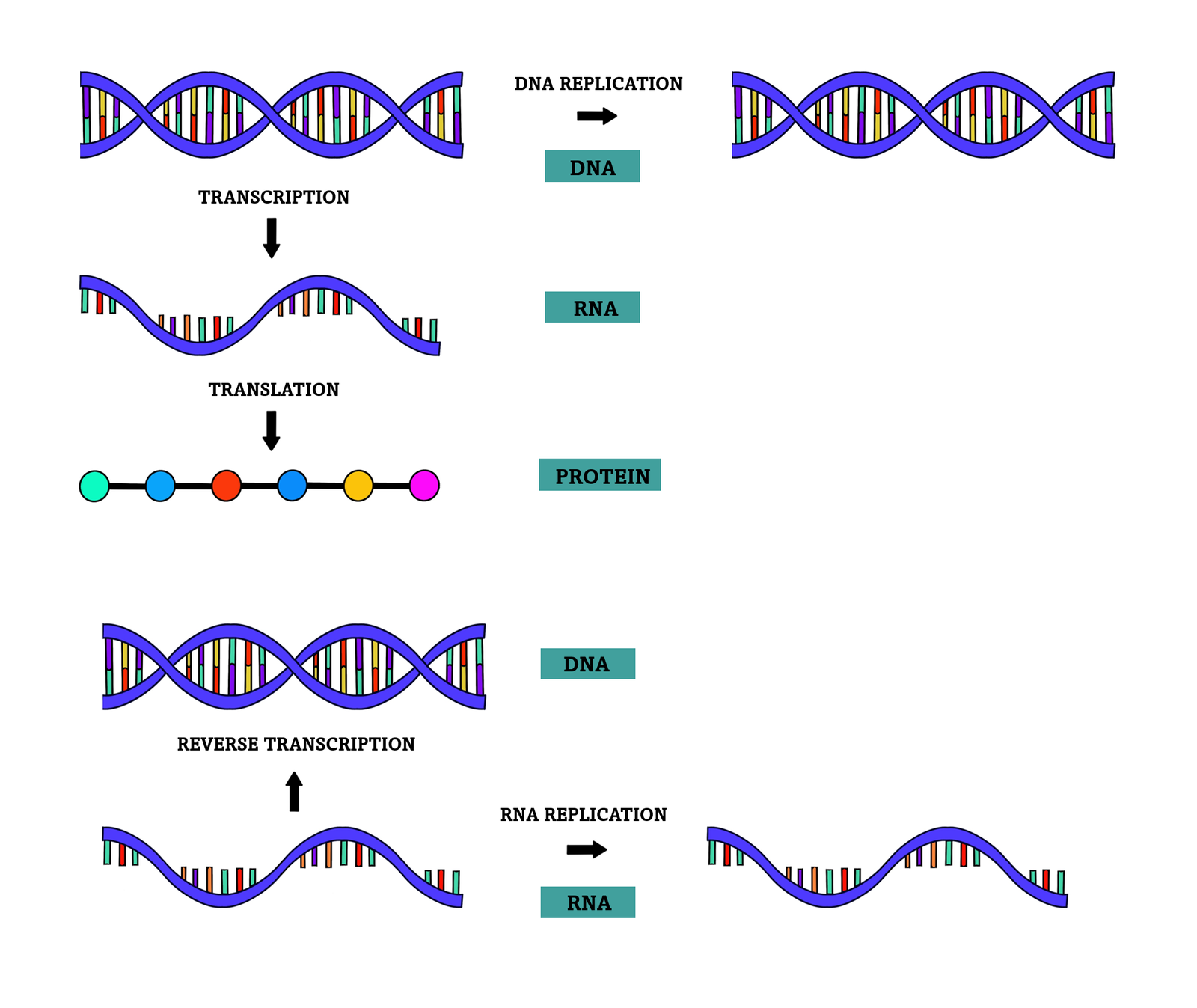 central-dogma-of-molecular-biology